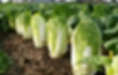 Beruntung Bagi Anda yang Suka Makan Sawi Putih, Tak Hanya Rendah Kalori, Sayur Ini Bisa Mengatasi Berbagai Penyakit Ini