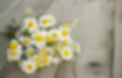 Bunga kamomil