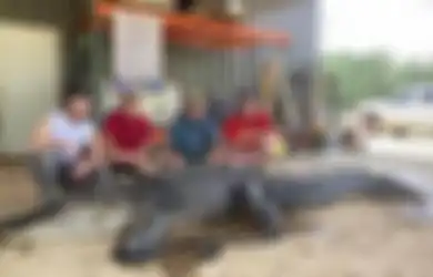 Setelah Dipotong, Benda Misterius Milik Suku Asli Amerika Berusia 8.000 Tahun Ini Ditemukan di Dalam Perut Buaya Sepanjang 4 Meter, Kok Bisa?
