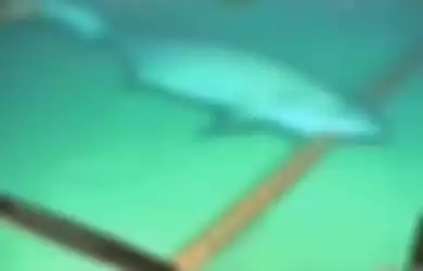 Video seekor ikan hiu gigit kabel di dasar laut