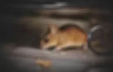 Ilustrasi cara mengatasi tikus di rumah dengan mentega