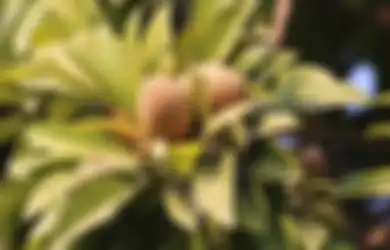 Padahal Tanamannya Sering Dianggap Liar Dibiarkan Begitu Saja, Buah Lezat yang Satu Ini Ternyata Punya Manfaat untuk Mengobati Gangguan Lambung hingga Usus