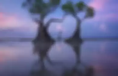 Pohon menari di Pulau Sumba.