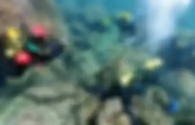 Penyelam amatir temukan harta karun di bawah laut