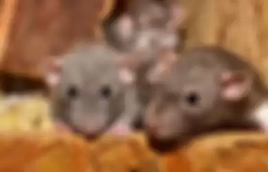 Tikus