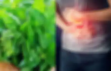 Cukup dengan Daun Kemangi, Penderita Penyakit Asam Lambung Bisa Obati Penyakitnya Tanpa Obat Apotek, Begini Cara Membuatnya