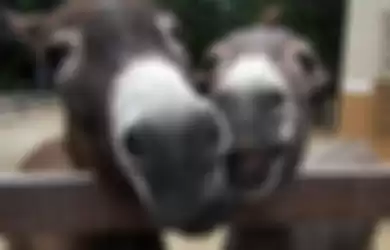 Ilustrasi keledai yang tampak seperti sedang tertawa.