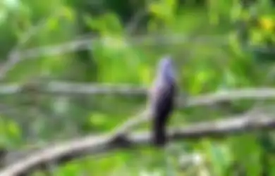 Kicauan Burung Kedasih Pertanda Sial? Begini Firasat dari Binatang, Menurut Primbon Jawa