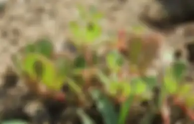 Tak Perlu Kesulitan Lagi, Ini 6 Cara Mudah Menghilangkan Gulma di Tanaman Secara Permanen