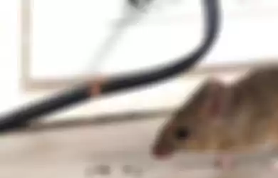 Cara mengusir tikus di rumah