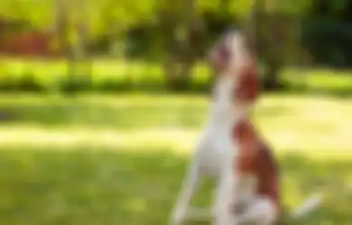 Anjing Menyalak Tanpa Sebab di Sore Hari, Apakah Pertanda Baik atau Buruk? Begini Menurut Primbon Jawa Firasat dari Anjing Peliharaan Berdasarkan Waktu Kejadian