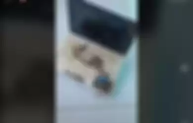 Video viral di TikTok tentang sebuah laptop yang menjadi sarang semut