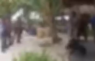 Video penyiksaan anjing Canon oleh Satpol PP Aceh Singkil