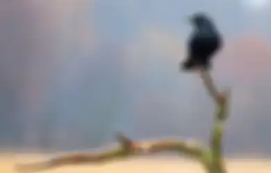 Firasat Burung Gagak Berkicau di Halaman Rumah Menurut Primbon Jawa, Apakah Pertanda Baik atau Buruk?