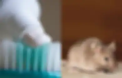 Nyesal Kalau Baru Tahu, Ternyata Mengusir Tikus Cukup Gunakan Pasta Gigi yang Pasti Ada di Rumah Anda, Bagaimana Caranya?