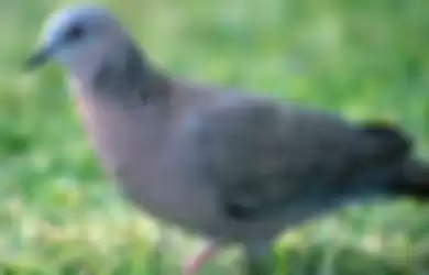 burung perkutut