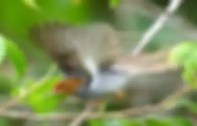 Firasat Kicau Burung Prenjak di Sekitar Tempat Tinggal Berdasarkan Arah Datangnya, Menurut Primbon Jawa, Apakah Pertanda Baik atau Buruk?