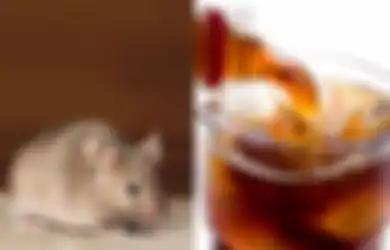 Mengusir Tikus dengan Minuman Soda, Mitos atau Fakta? Perhatikan Ini Jawaban Ahlinya, dan Ini yang Bisa Anda Lakukan Kalau Binatang Pengerat Ini Masih Saja Berkeliaran di Rumah Anda