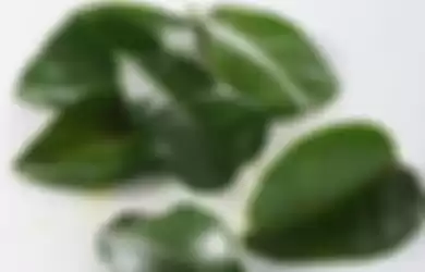 Manfaat air rebusan daun jeruk untuk kesehatan