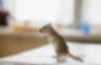 Coba Sekarang! Ini 8 Cara Ampuh Mengusir Tikus, Kecoak, Lalat dan Semut dari Dapur di Rumah Anda