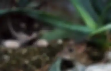 Disukai Kucing Dibenci Tikus, Tanaman Ini Bisa Digunakan untuk Mengusir Tikus dari Rumah, Perawatannya pun Mudah!