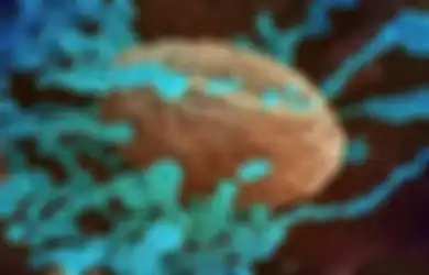 Bak Jilat Ludah Sendiri, Koar-Koar Sebuat Covid-19 Dari Laboratorium China, Amerika Malah Kepergok Simpan Ratusan Virus Mematikan yang Bisa Menjadi Bencana