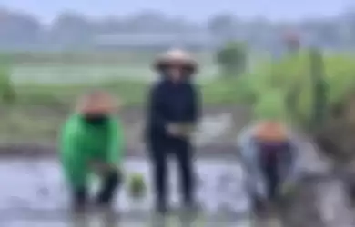 Foto Puan Maharani yang tampak sedang menanam padi bersama beberapa petani disentil Susi Pudjiastuti di media sosial. 