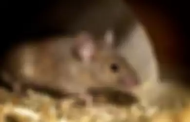 tikus