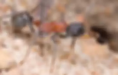 Myrmecia swalei. Semut  ini disebut sebagai spesies semut paling berbahaya di dunia.