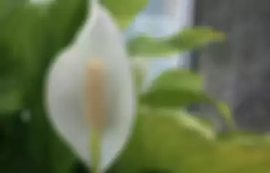 Peace lily adalah tanaman yang efektif mengusir kelembapan di rumah.