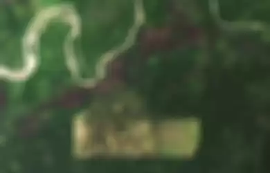 Kondisi hutan di Papua tahun 2019 yang diambil dari foto satelit NASA