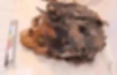 Misteri Rambut Berusia 3.300 Tahun dari Mesir Kuno Ini Ungkap Kehidupan Tak Biasa Masyarakat Mesir Kuno yang Melampaui Zamannya