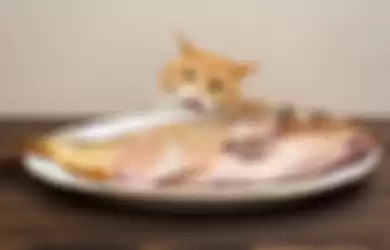 ilustrasi kucing makan ikan segar