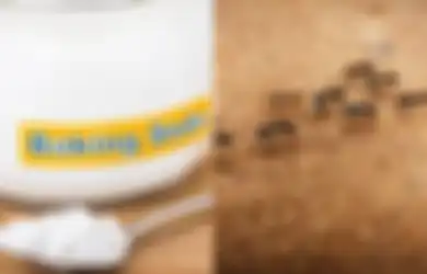 Pantes Semut Tak Ada yang Berbaris, Rupanya Cuma Gunakan Baking Soda, Begini Cara Pakainya!