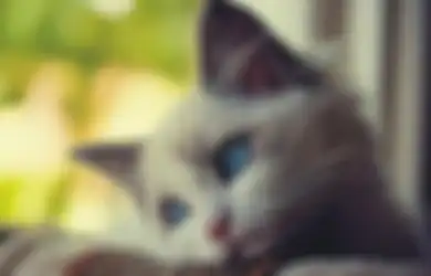 Perhatikan 6 Tanda-tanda Ini Secepatnya, Ternyata Ini Penyebab Kucing Sedih dan Tidak Bahagia