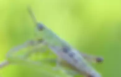 Dengan matanya yang unik, belalang jadi serangga yang punya kemampuan melihat ke banyak arah.