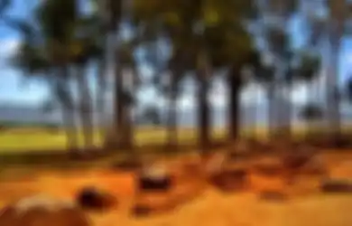 Pantas Saja Penuh Misteri dan Dikeramatkan, Inilah Kukaniloko, Tempat Melahirkan bagi Wanita dari Garis Keturunan Keluarga Kerajaan Hawaii yang Disaksikan oleh Banyak Kepala Suku