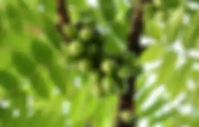 Rugi Baru Tahu Sekarang! Ternyata Tubuh Bisa Terhindari dari Diabetes hingga Kanker Cuma dengan Rajin Minum Air Rebusan dari Daun Murah Meriah Ini