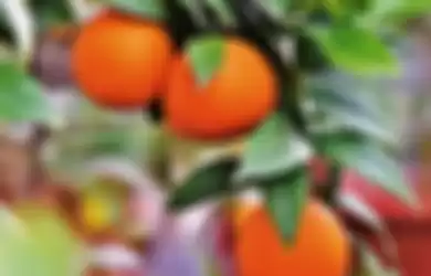 Ilustrasi jeruk