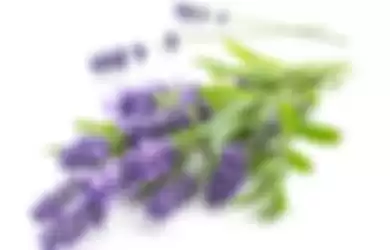 Ilustrasi lavender () 