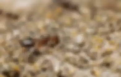 Cara alami ini bisa Moms coba untuk mengusir semut dari rumah.