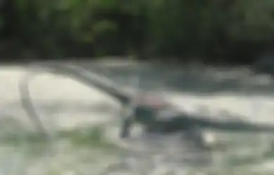 100 Tahun Jadi Misteri hingga Bikin Ilmuwan Kebingungan, Sebenarnya Makhluk Apakah Ini yang Berukuran 6 Meter dengan Panjang Lehernya Sendiri 3 Meter