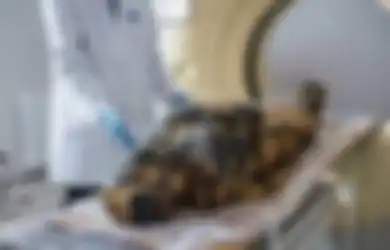 Berusia Lebih dari 2.000 Tahun Ditemukan Janin Mumi Mesir Kuno, Diawetkan Karena Proses Pembusukan yang Tidak Biasa, Benarkah untuk Pengorbanan yang Bersifat Agamis?