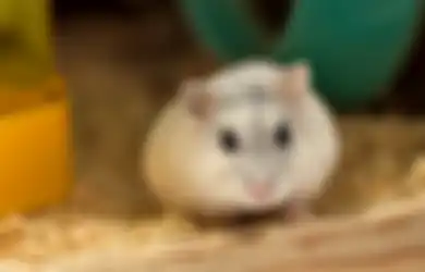 Temukan 11 Hamster Positif Covid-19, Hong Kong Bakal Musnahkan 2.000 Hewan Kecil Karena Khawatir Penularan ke Manusia
