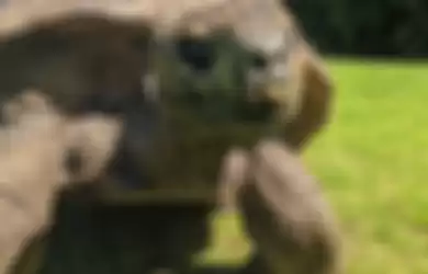 Jonathan si kura-kura tertua di dunia.