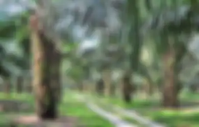 Ribuan Hektar Hutan Disulap Jadi Lahan Kepala Sawit Hingga Jadi Pemasok Minyak Sawit Terbesar di Dunia, Ini Alasan Minyak Goreng di Indonesia Masih Saja Mahal