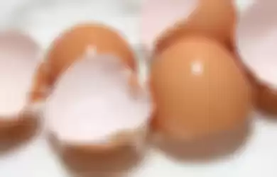 Ilustrasi cangkang telur.