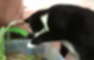 Kucing ini suka minum dari akuarium yang disiapkan oleh pemiliknya.
