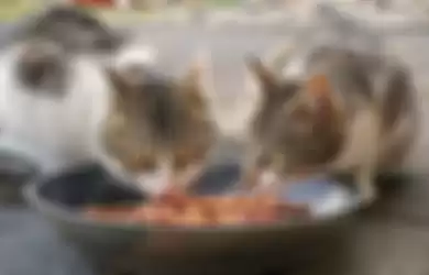 Merawat hewan peliharaan, inilah 5 alasan kucing enggan makan makanan keringnya lagi. Apa saja?