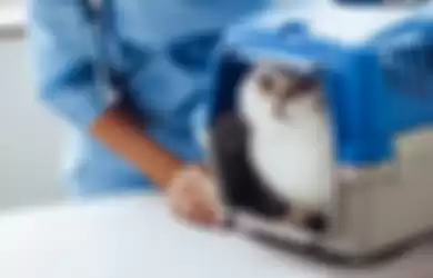 Seberapa sering bawa kucing ke dokter hewan?